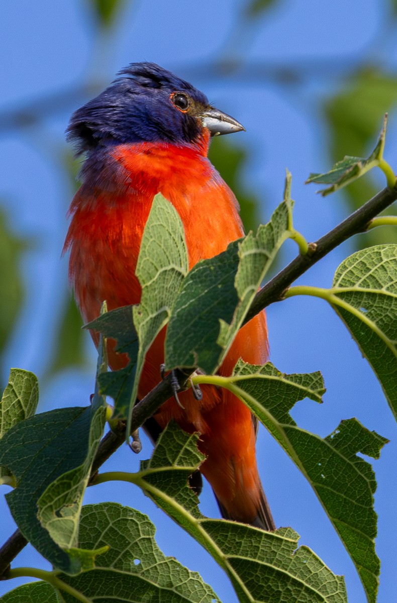 Bird photograph by Susanne Harm