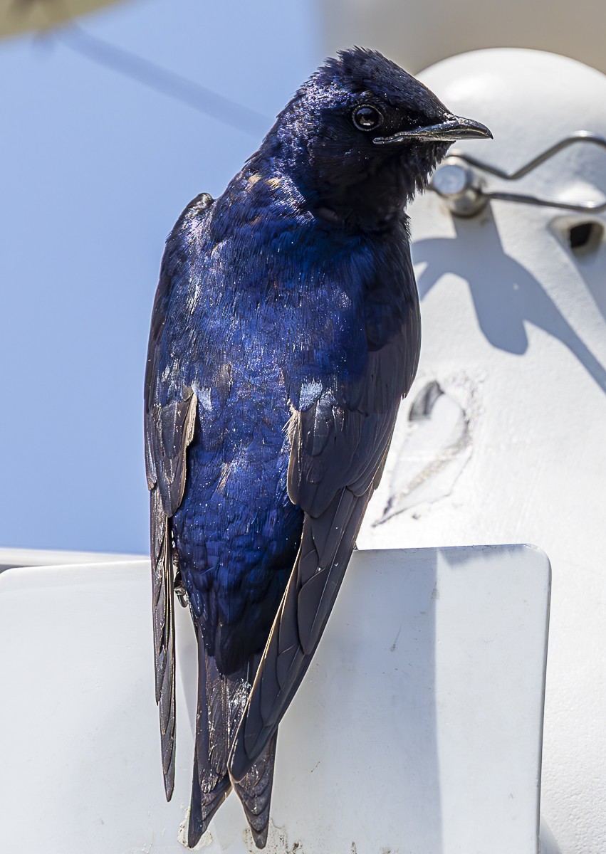 Bird photograph by Susanne Harm