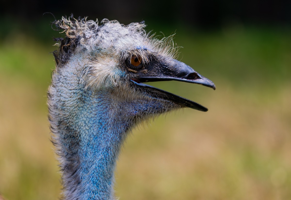 Bird photograph by Susanne Harm