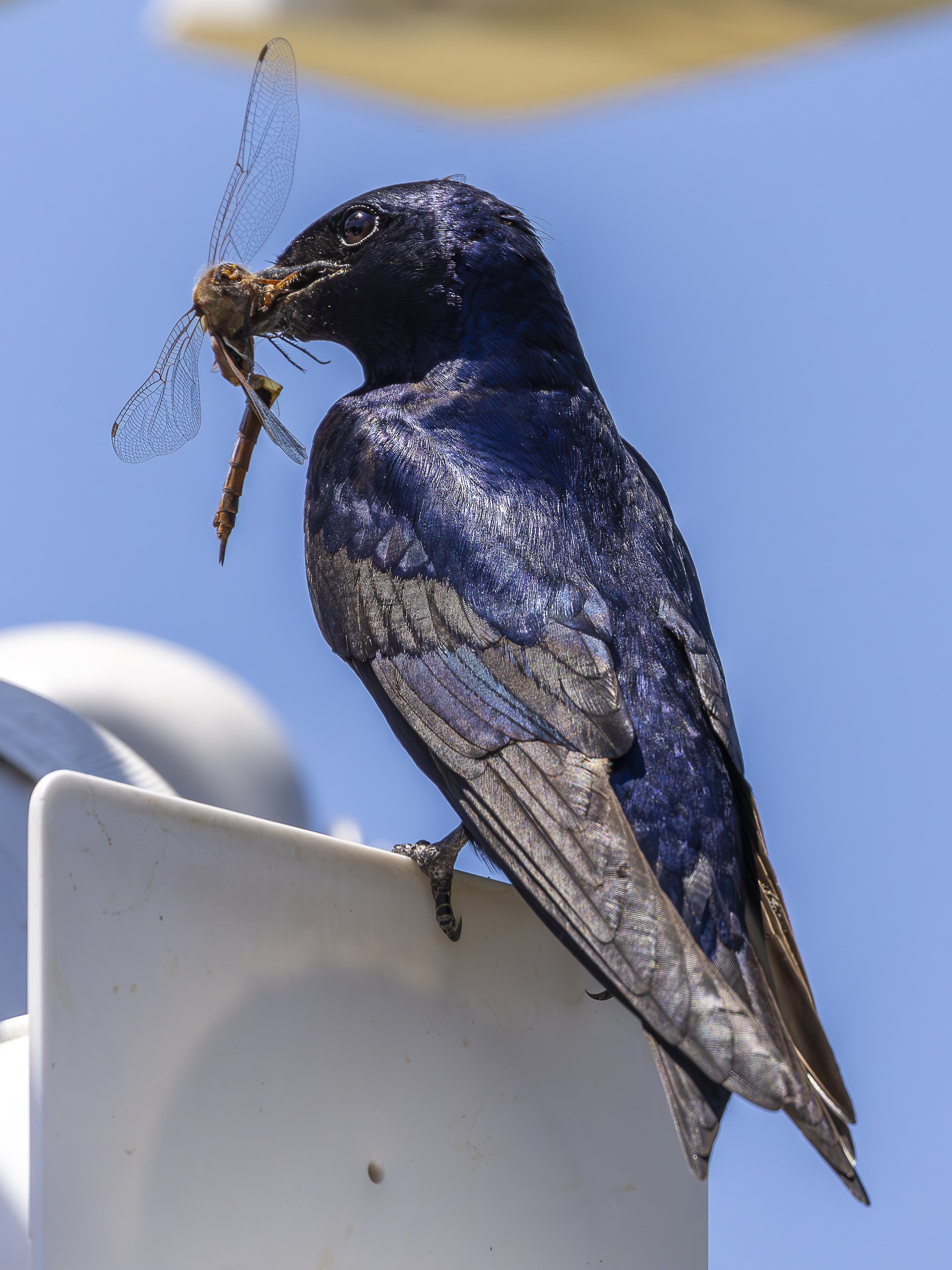 Bird photograph by Susanne Harm