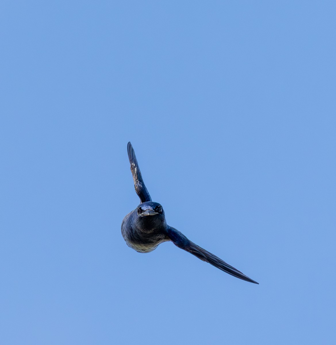 Bird photograph by Susanne Harm