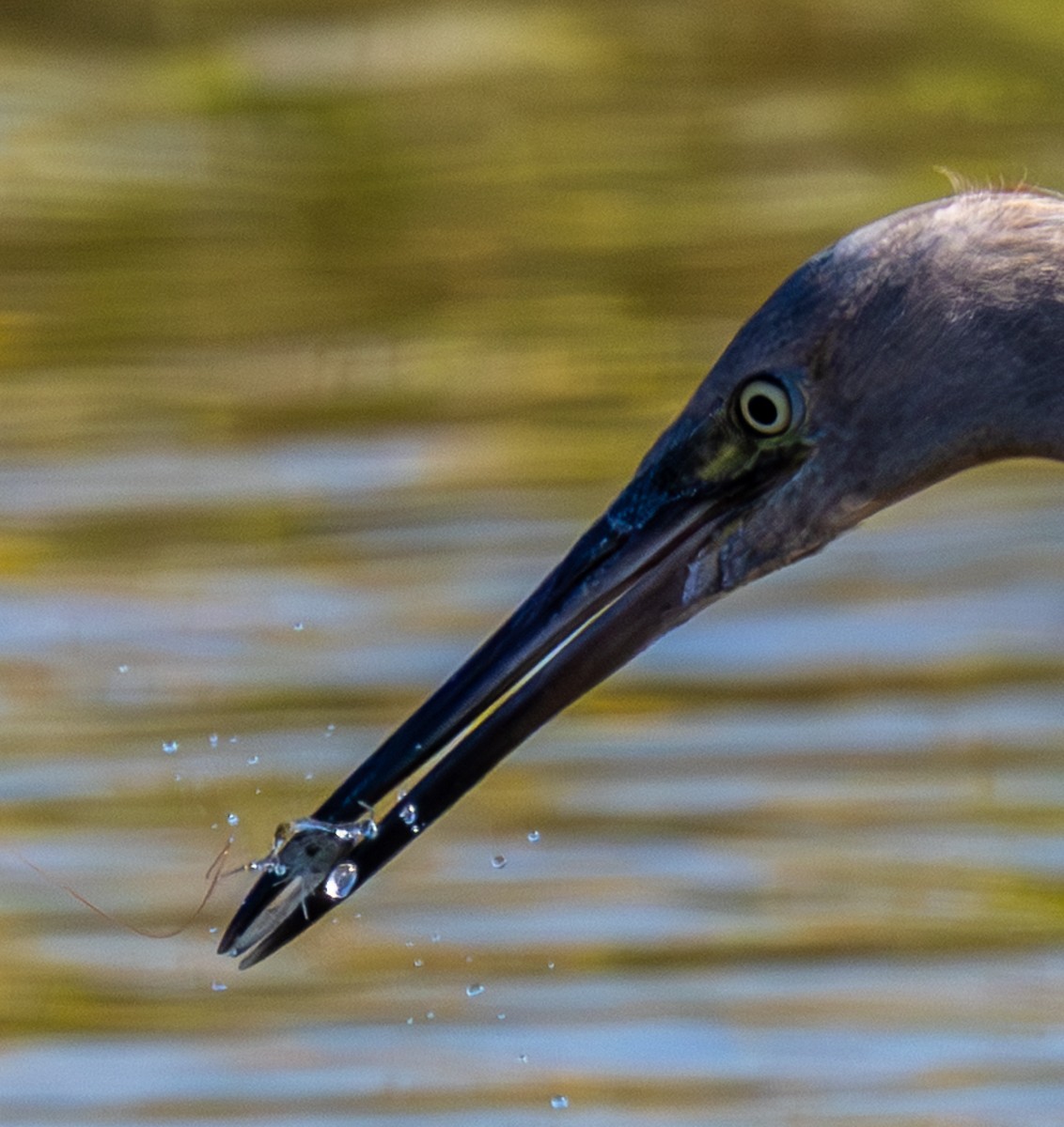 Bird photograph by Susanne Harm