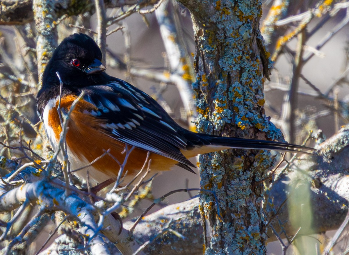 Bird photograph by Susanne Harm