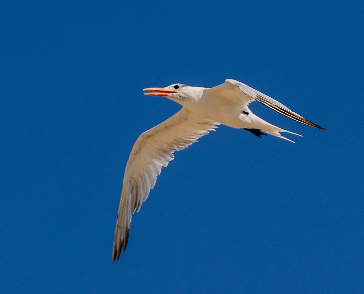 Bird photograph by Susanne Harm