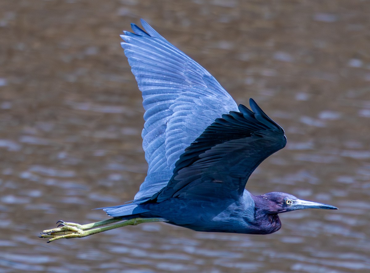 Bird photograph by Susanne Harm