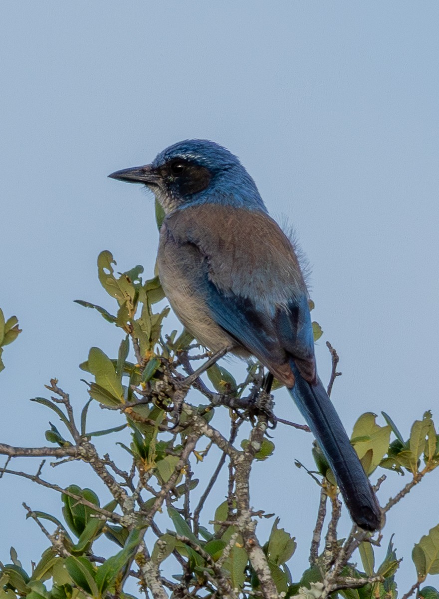 Bird photograph by Susanne Harm