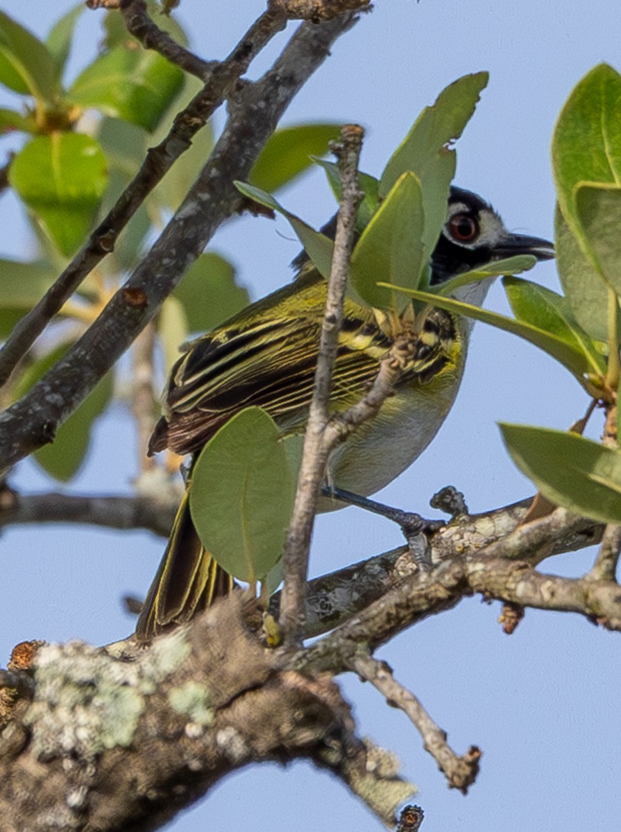 Bird photograph by Susanne Harm