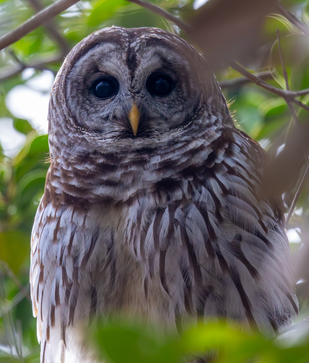 Bird photograph by Susanne Harm