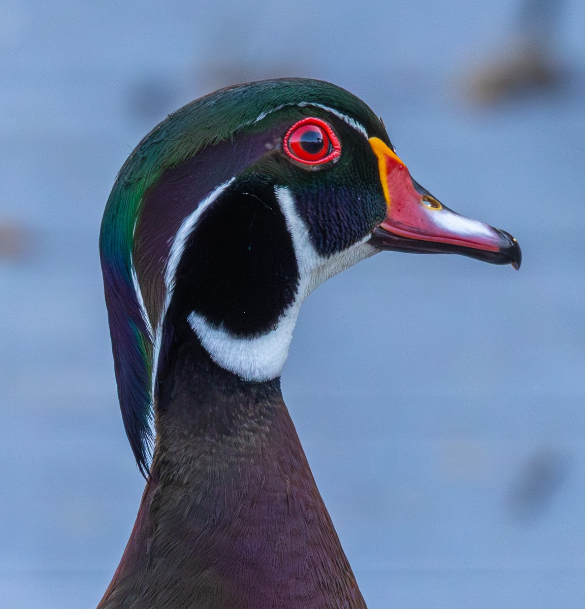 Bird photograph by Susanne Harm