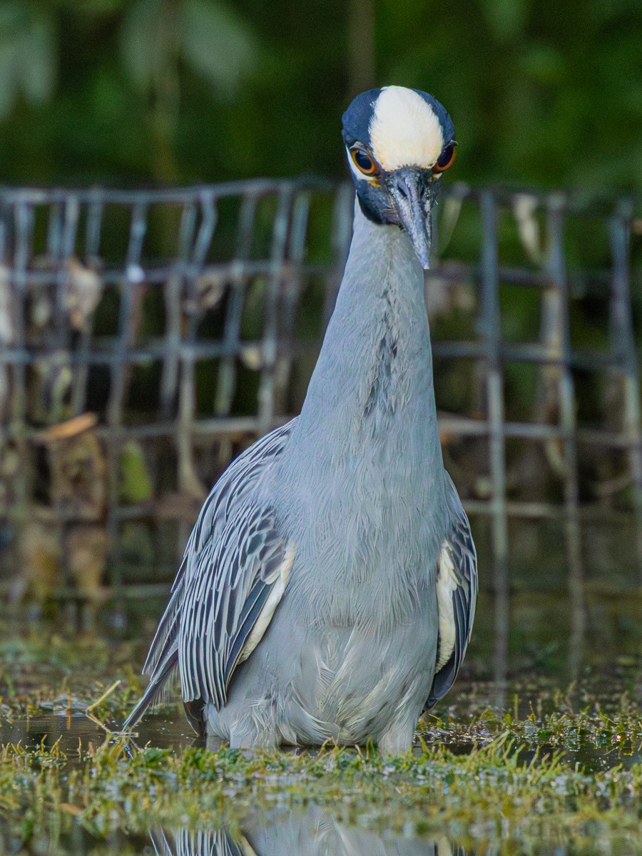 Bird photograph by Susanne Harm