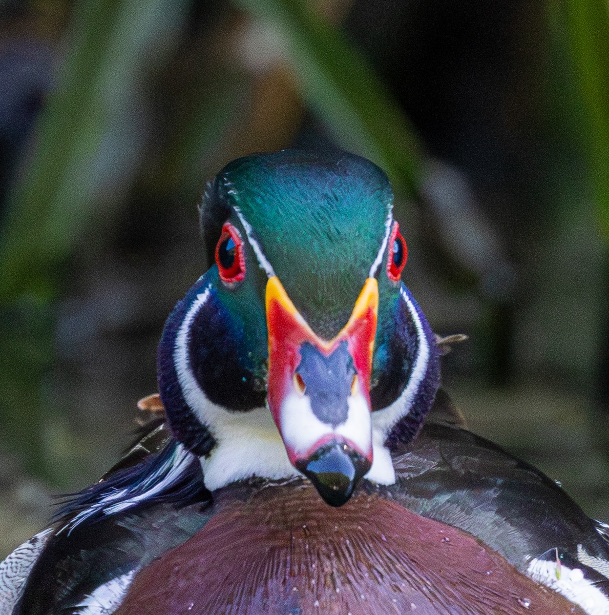 Bird photograph by Susanne Harm