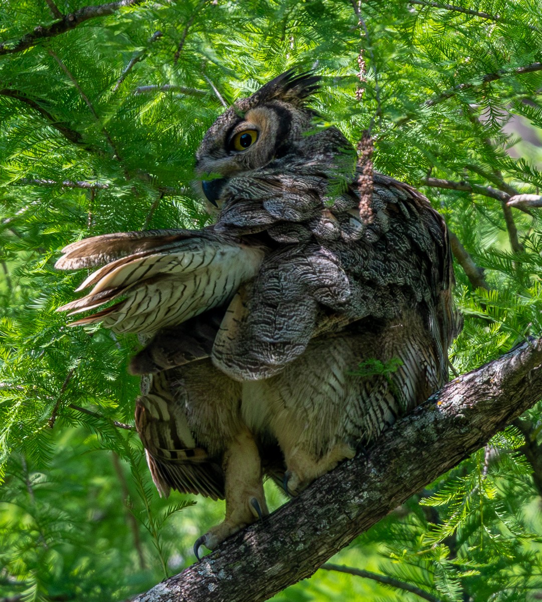 Bird photograph by Susanne Harm