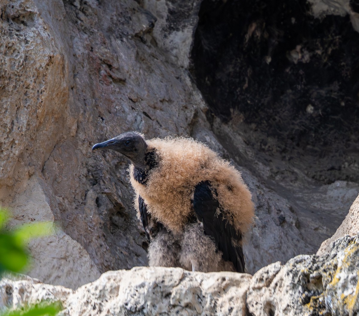 Bird photograph by Susanne Harm