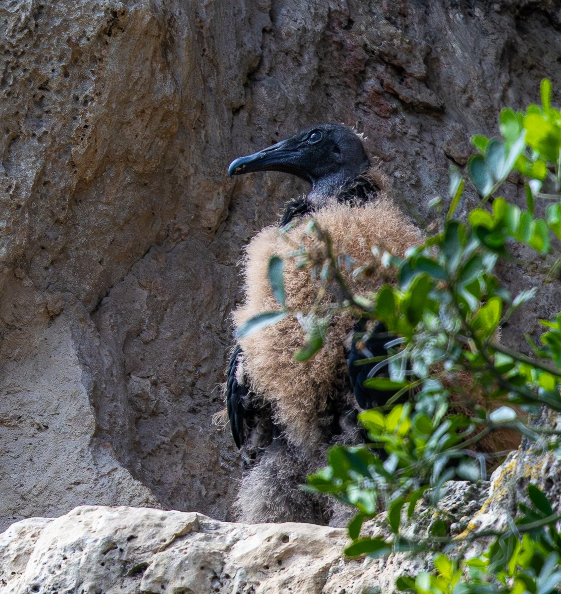 Bird photograph by Susanne Harm