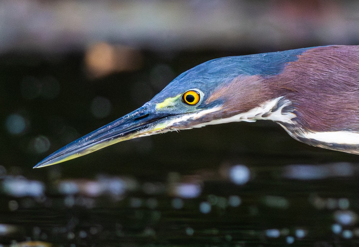 Bird photograph by Susanne Harm