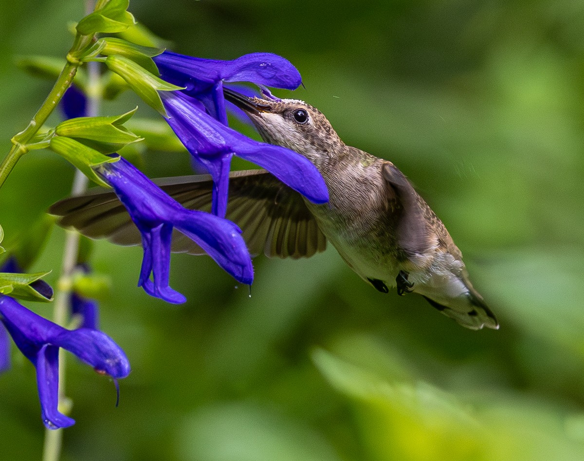 Bird photograph by Susanne Harm
