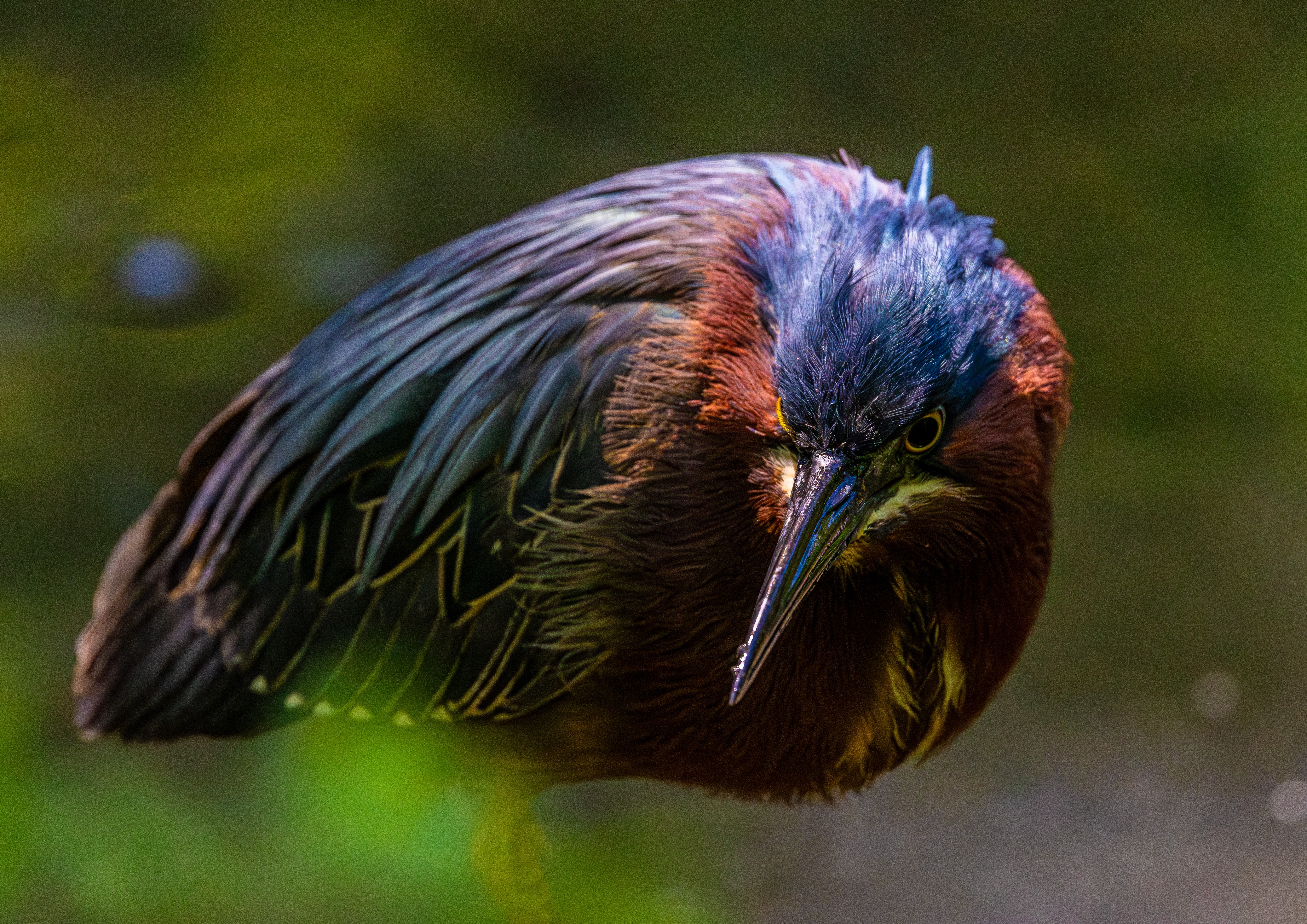 Bird photograph by Susanne Harm
