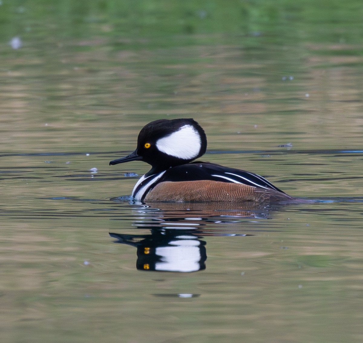 Bird photograph by Susanne Harm