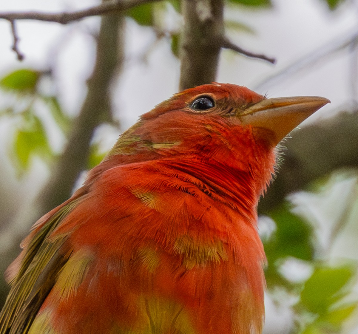 Bird photograph by Susanne Harm