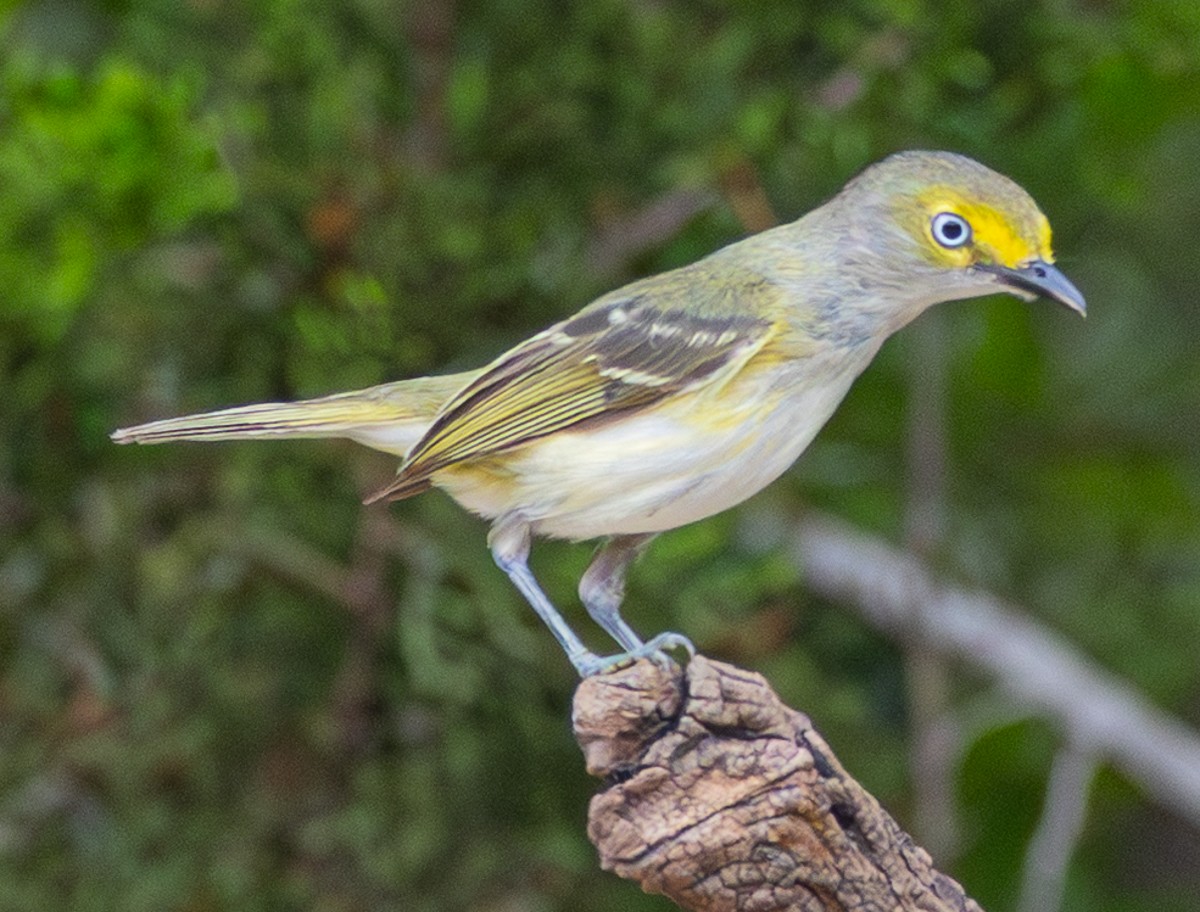 Bird photograph by Susanne Harm