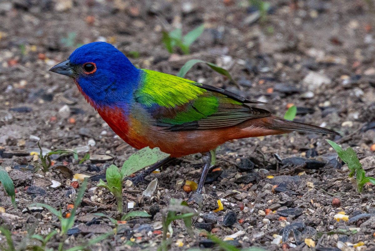 Bird photograph by Susanne Harm