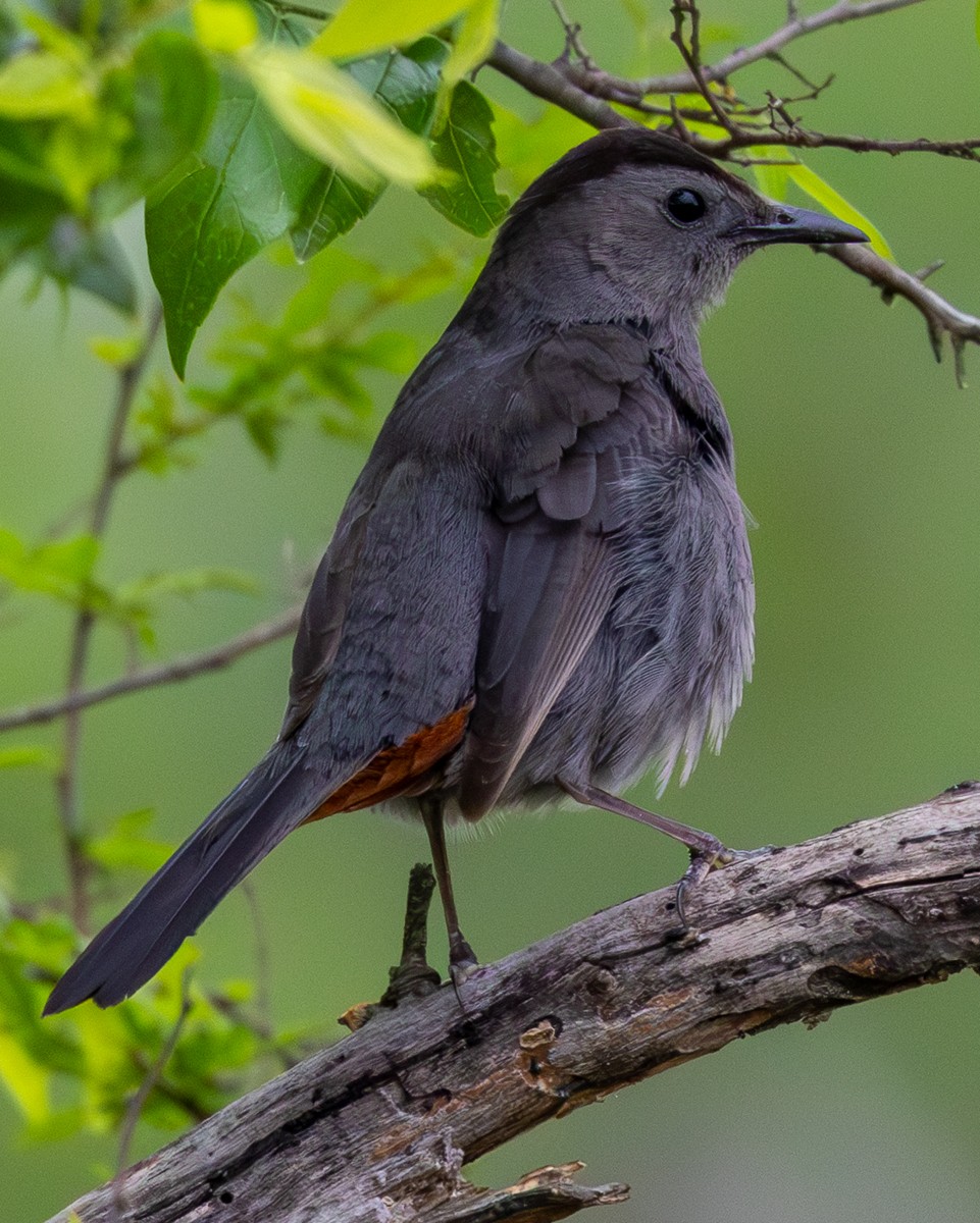 Bird photograph by Susanne Harm