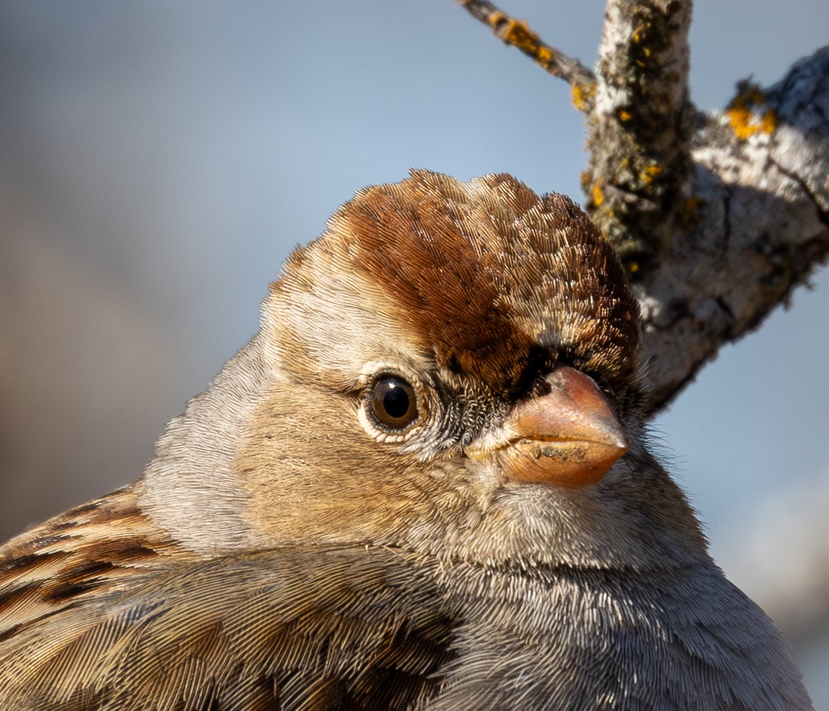 Bird photograph by Susanne Harm