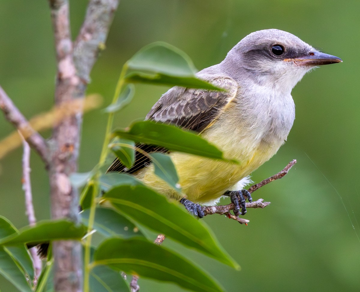 Bird photograph by Susanne Harm