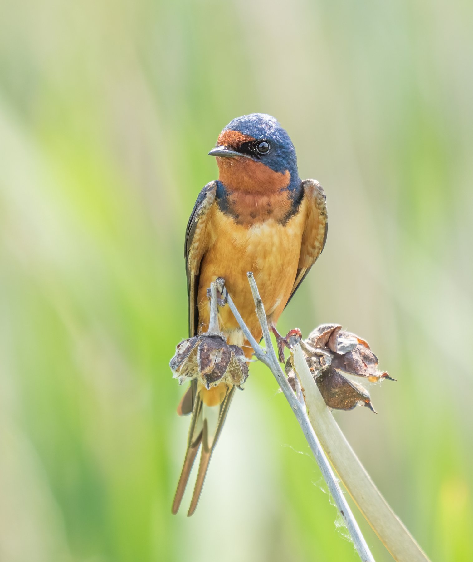 Barn Swallow in flight