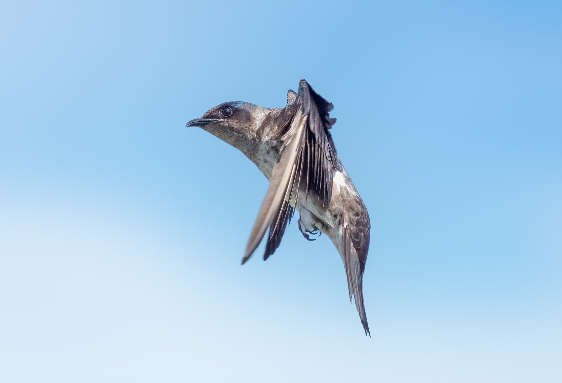 Purple Martin in flight