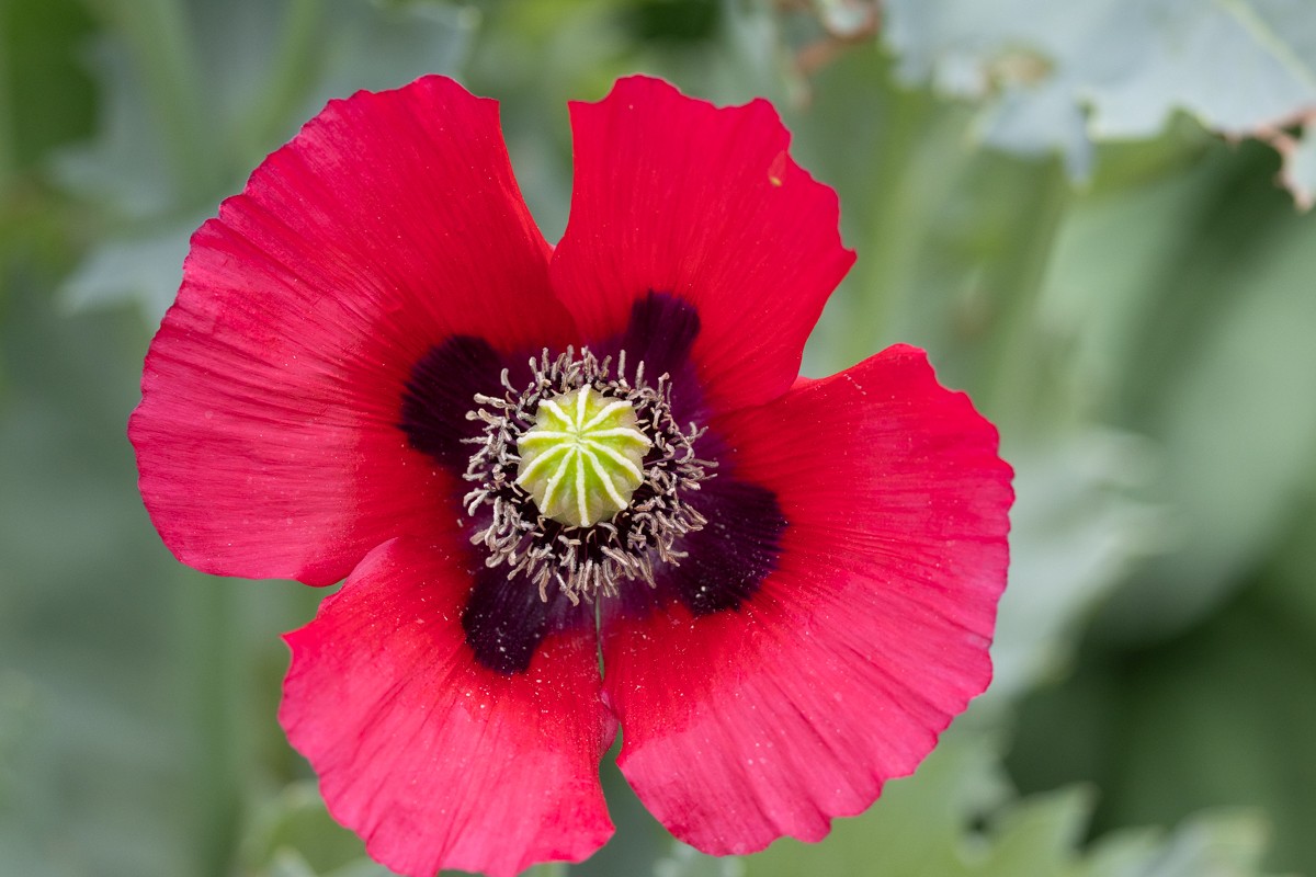 Nature photograph by Susanne Harm
