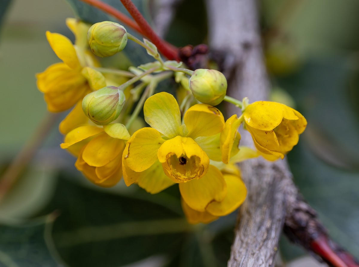 Nature photograph by Susanne Harm