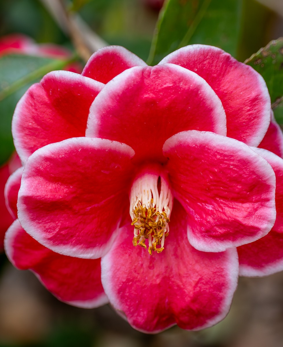 Nature photograph by Susanne Harm
