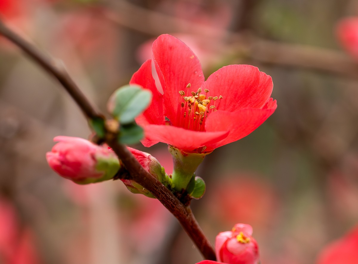 Nature photograph by Susanne Harm