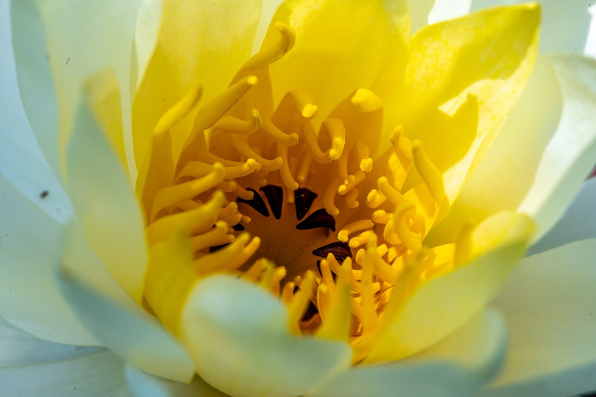 Nature photograph by Susanne Harm