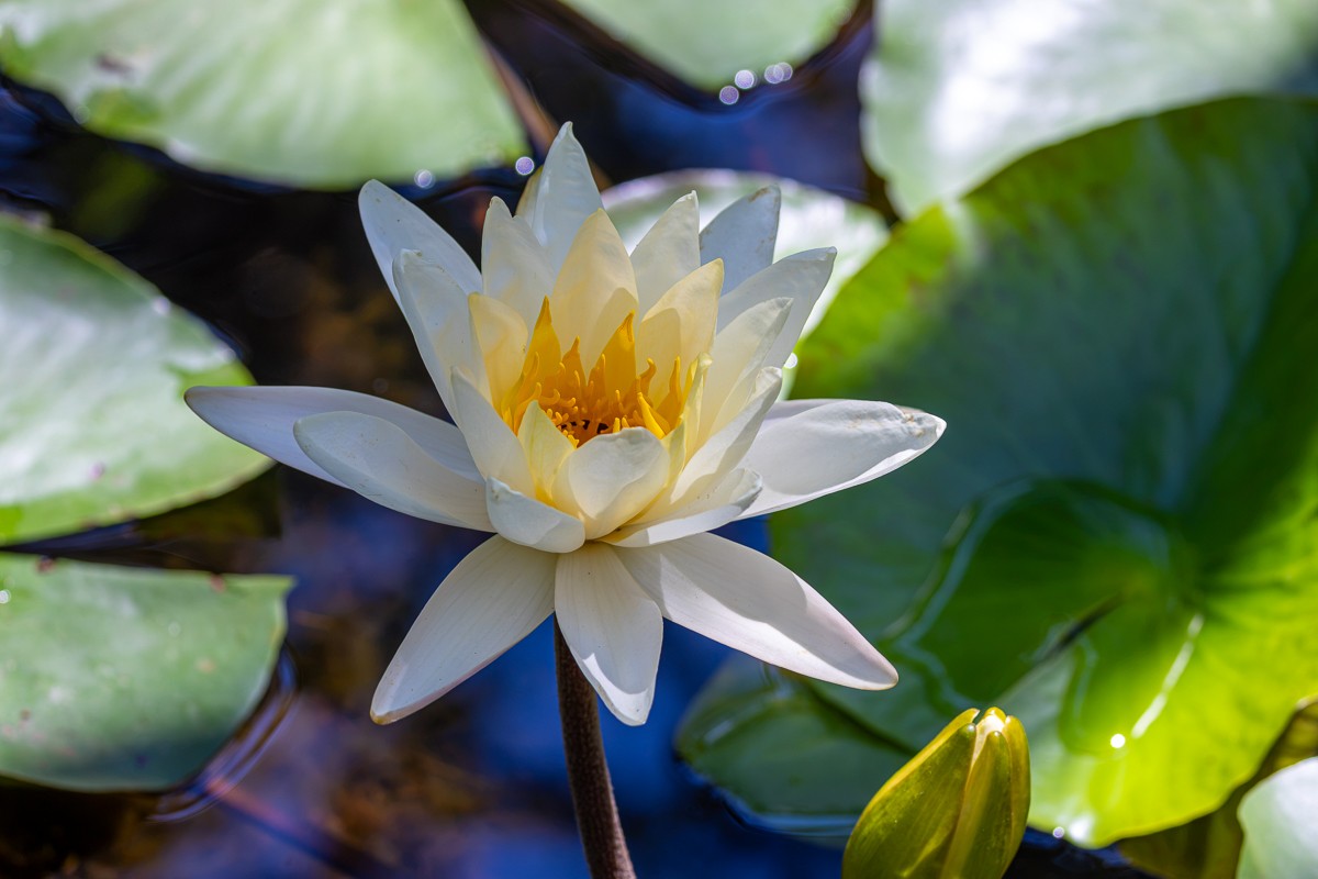 Nature photograph by Susanne Harm