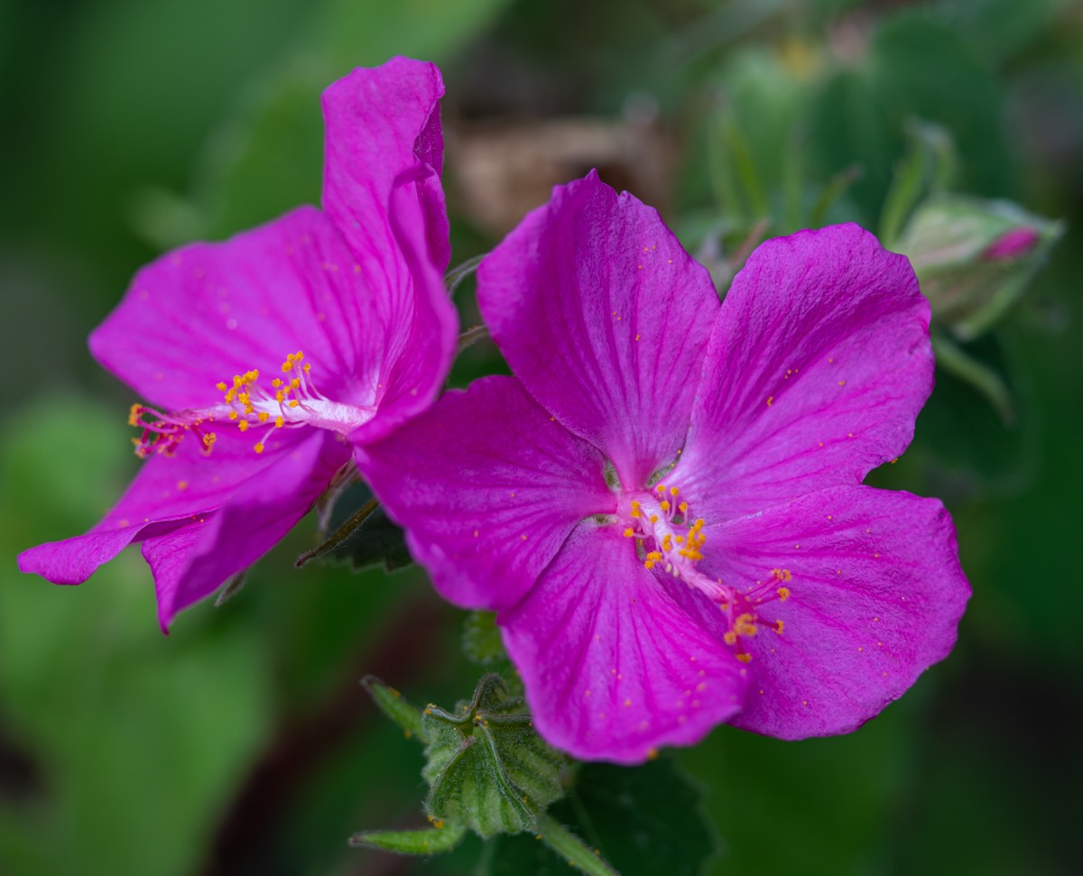 Nature photograph by Susanne Harm