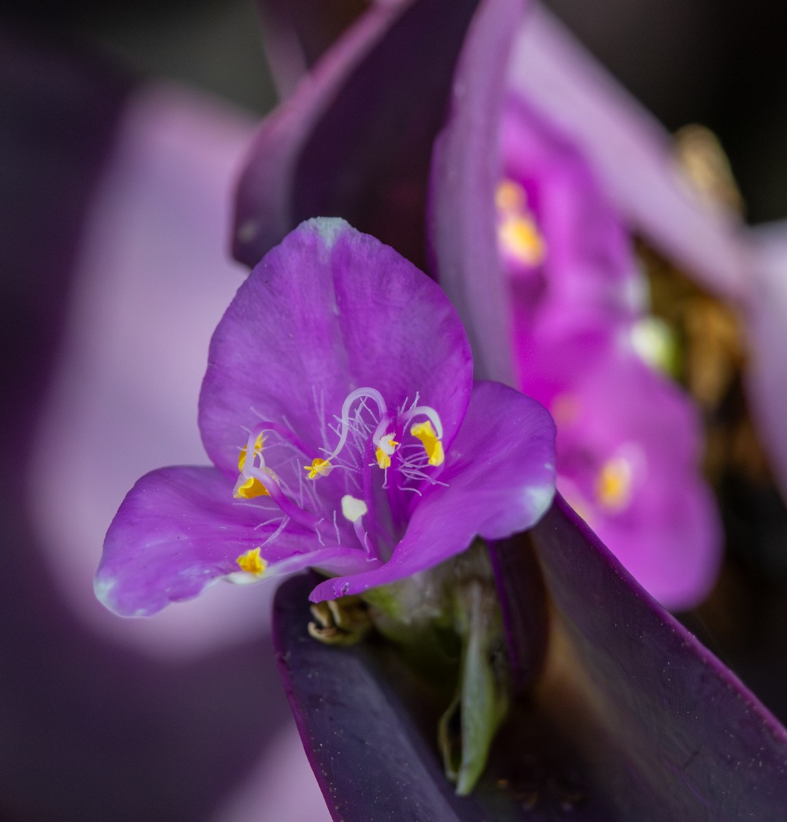 Nature photograph by Susanne Harm