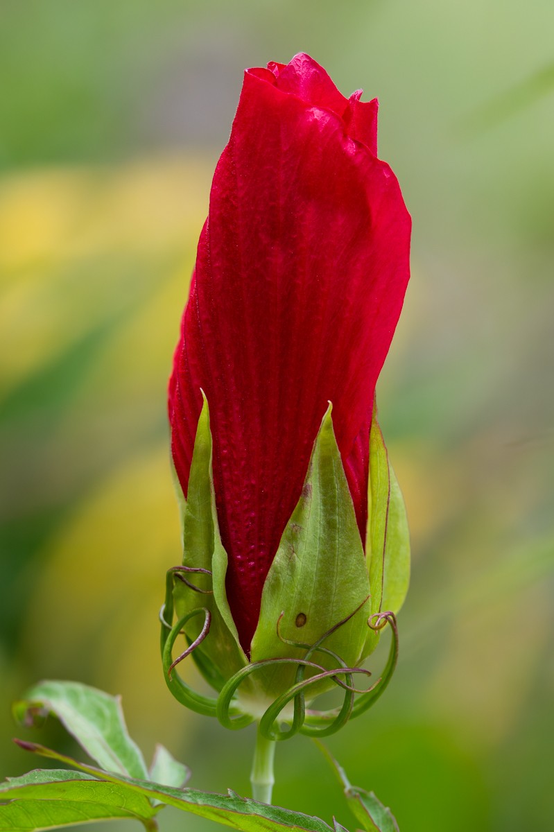 Nature photograph by Susanne Harm