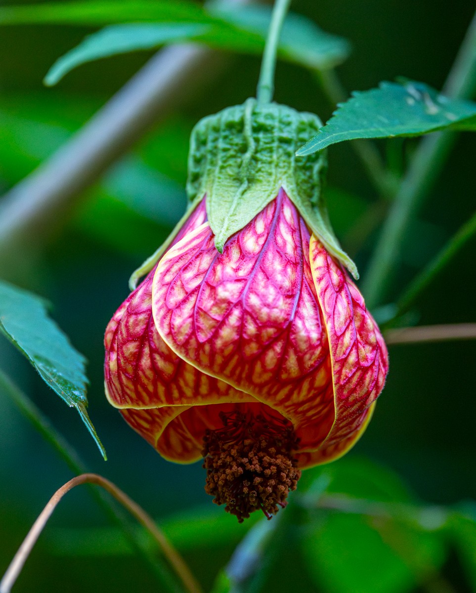 Nature photograph by Susanne Harm