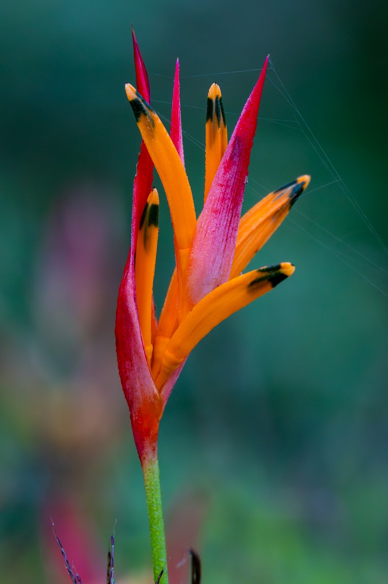 Nature photograph by Susanne Harm