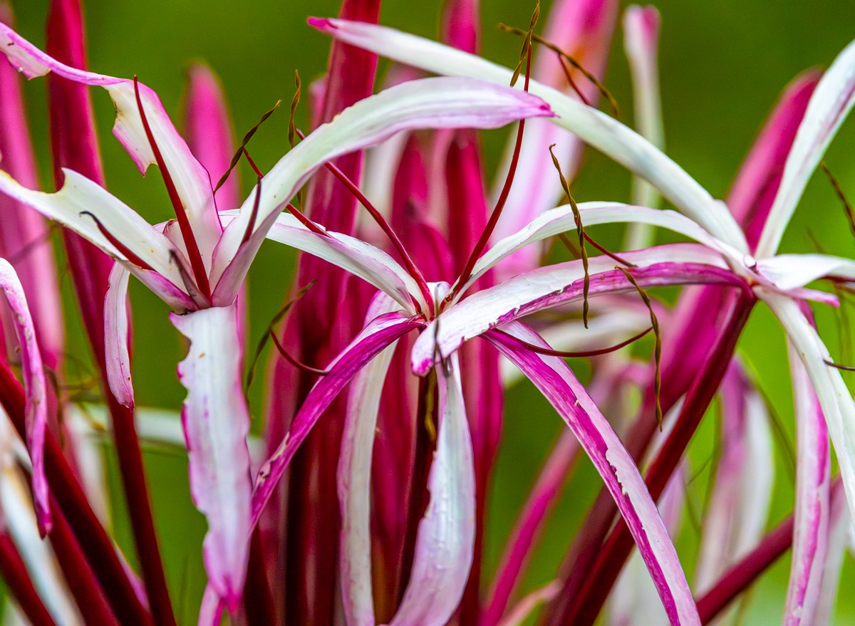 Nature photograph by Susanne Harm