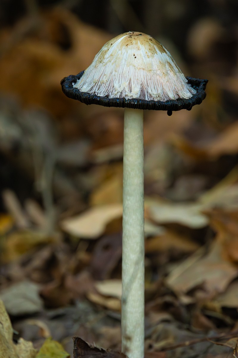Nature photograph by Susanne Harm