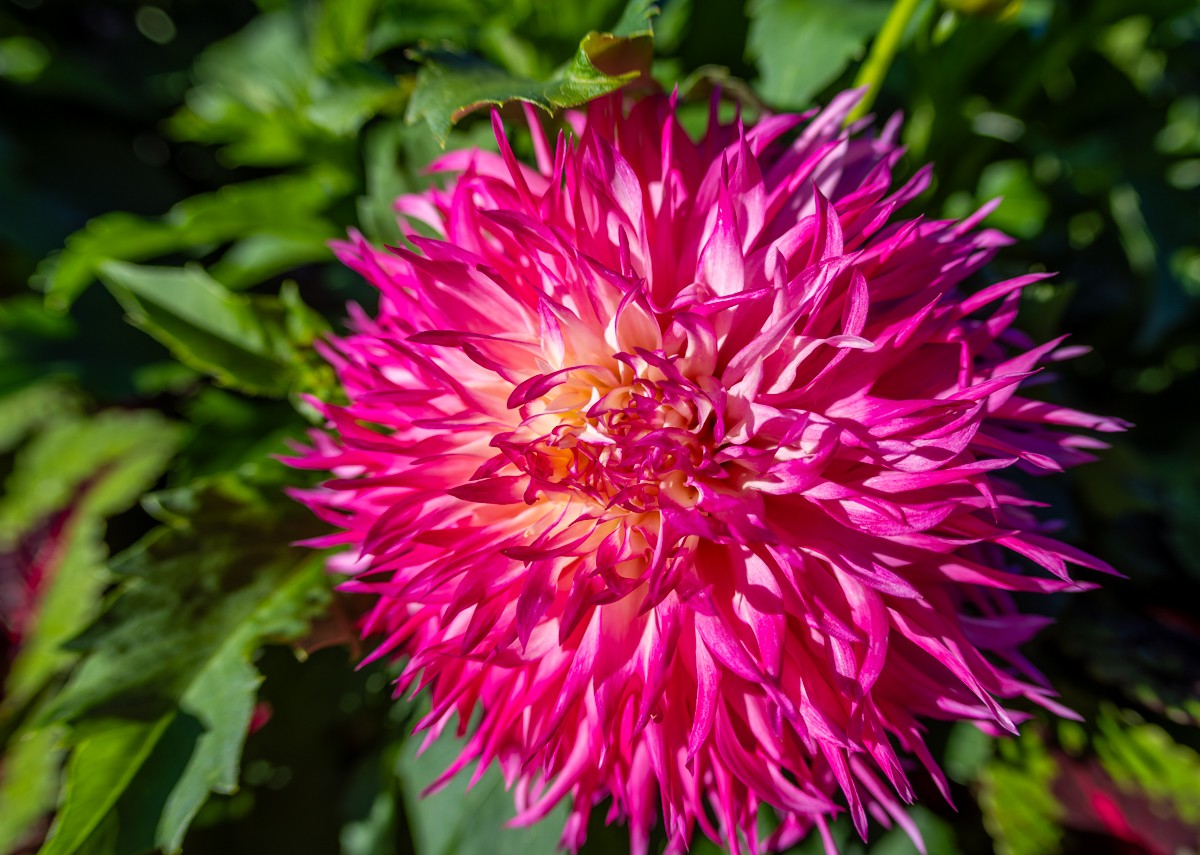 Nature photograph by Susanne Harm