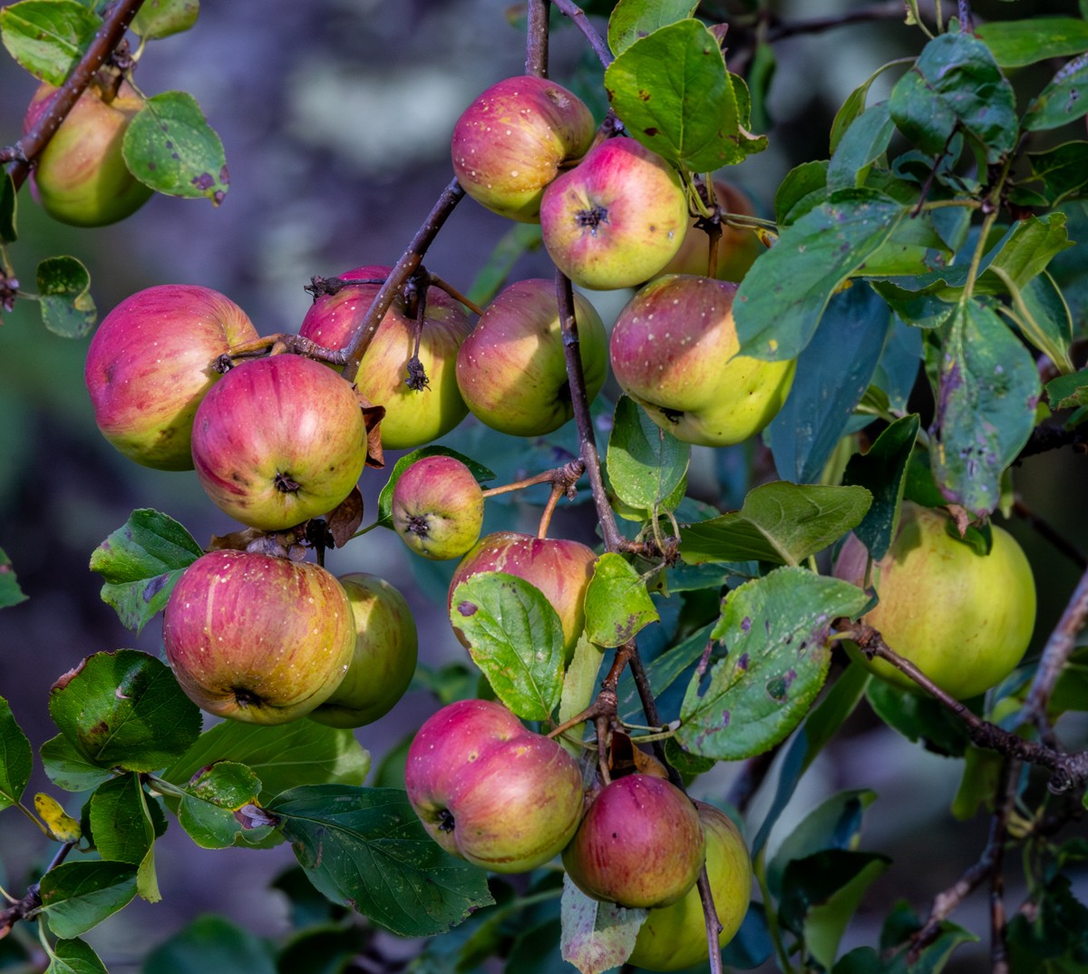 Nature photograph by Susanne Harm