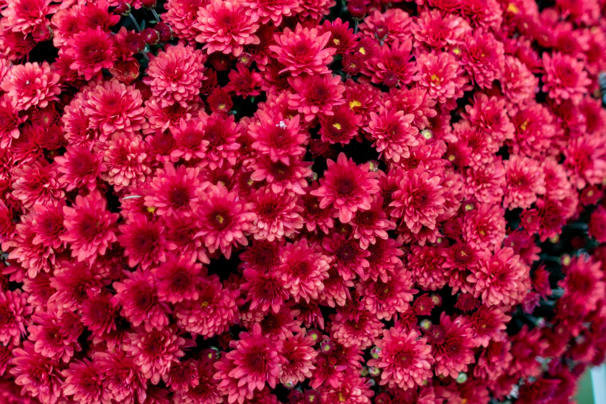 Nature photograph by Susanne Harm