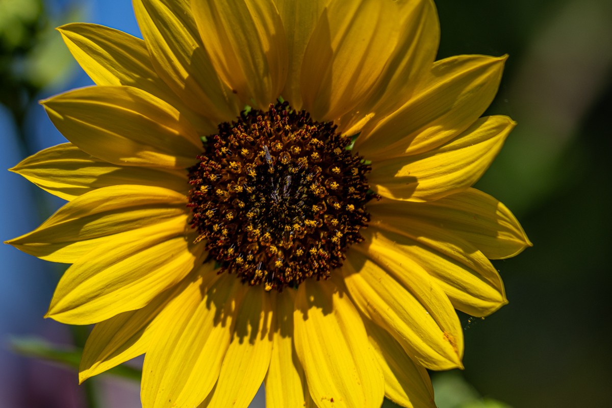 Nature photograph by Susanne Harm
