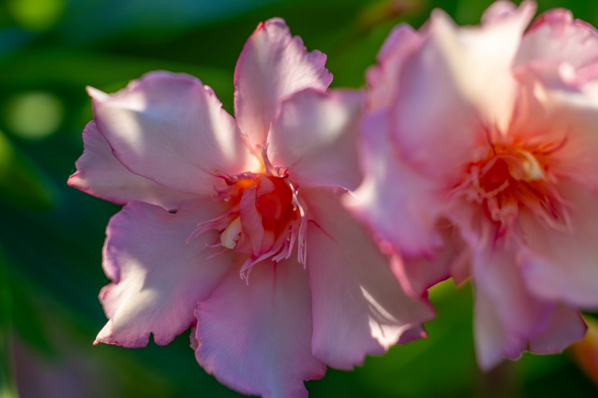 Nature photograph by Susanne Harm