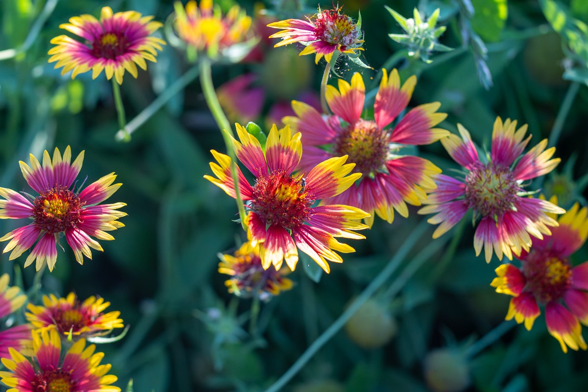 Nature photograph by Susanne Harm
