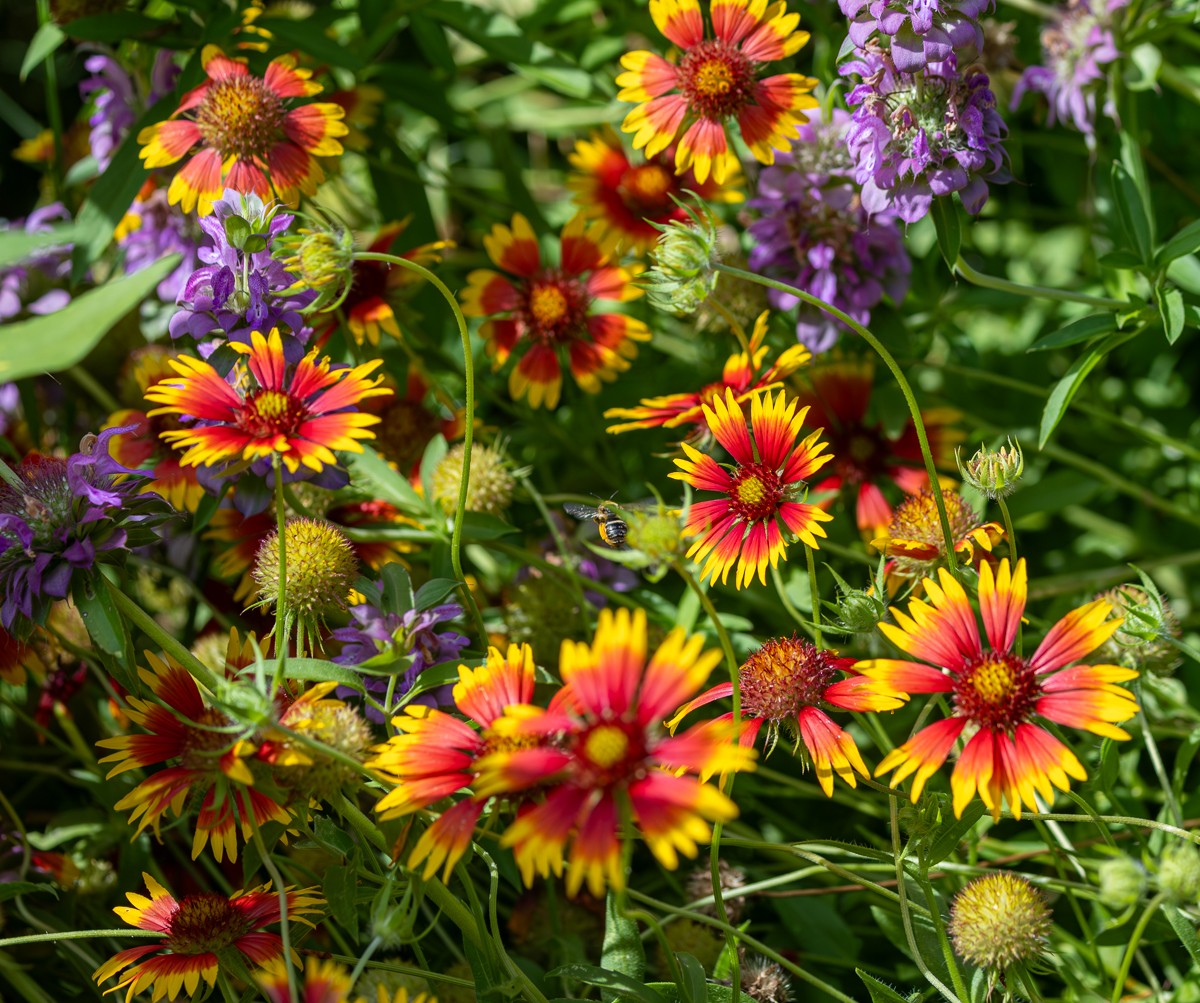 Nature photograph by Susanne Harm